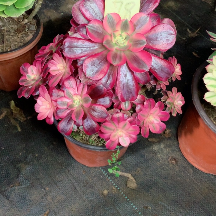 78美杜莎多肉111111