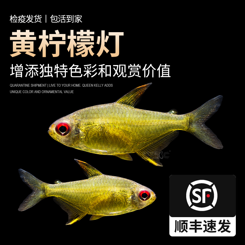 黄柠檬灯黄翅柠檬灯小型群游观赏鱼超级黄柠檬隆背柠檬灯热带草缸