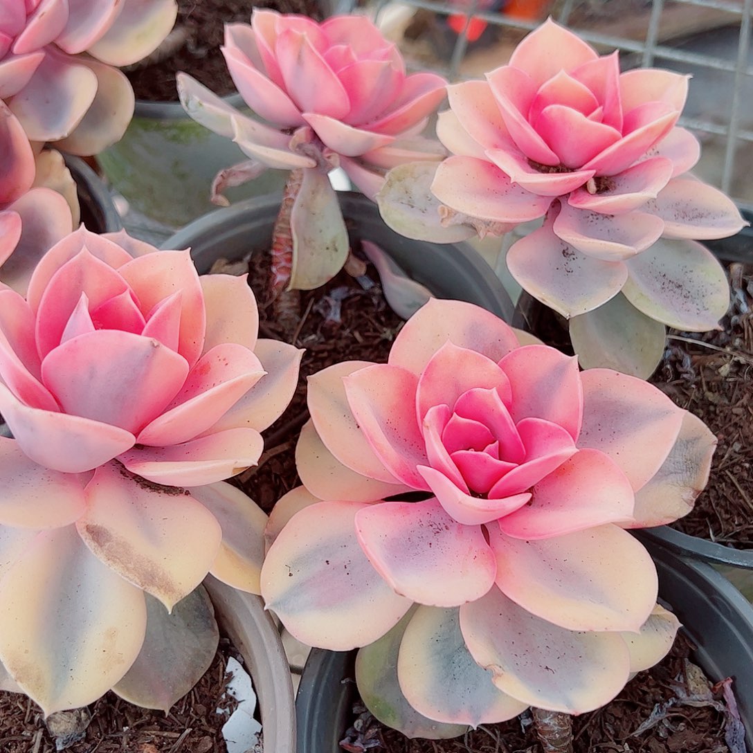 彩虹大单头精品二盆