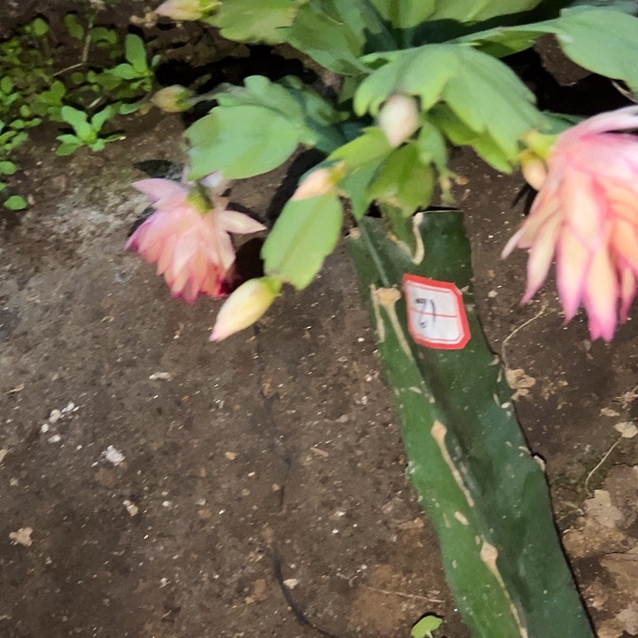 在***线，21号带盆073，不包断头