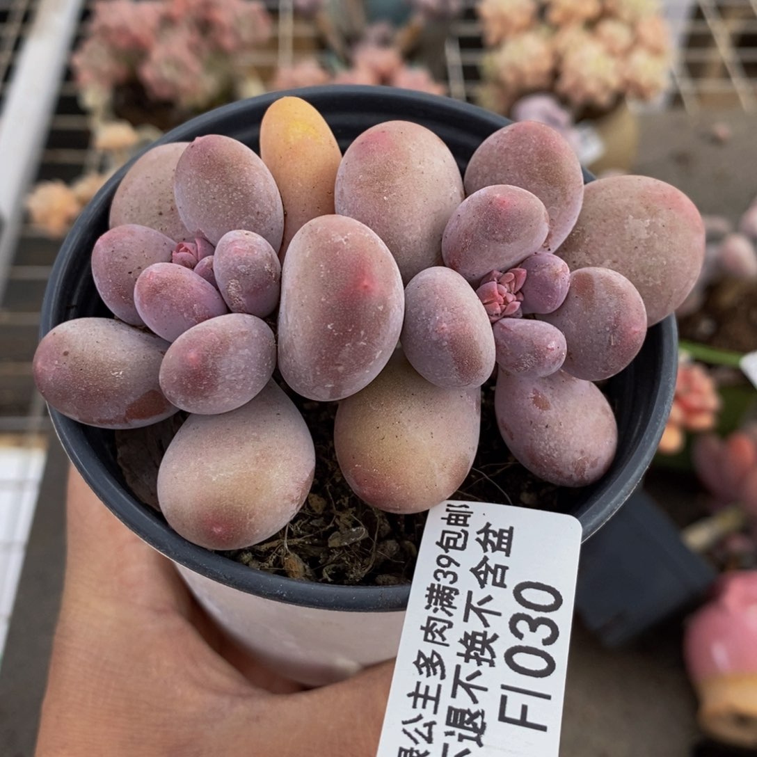 蛋黄奶酪030/8c m