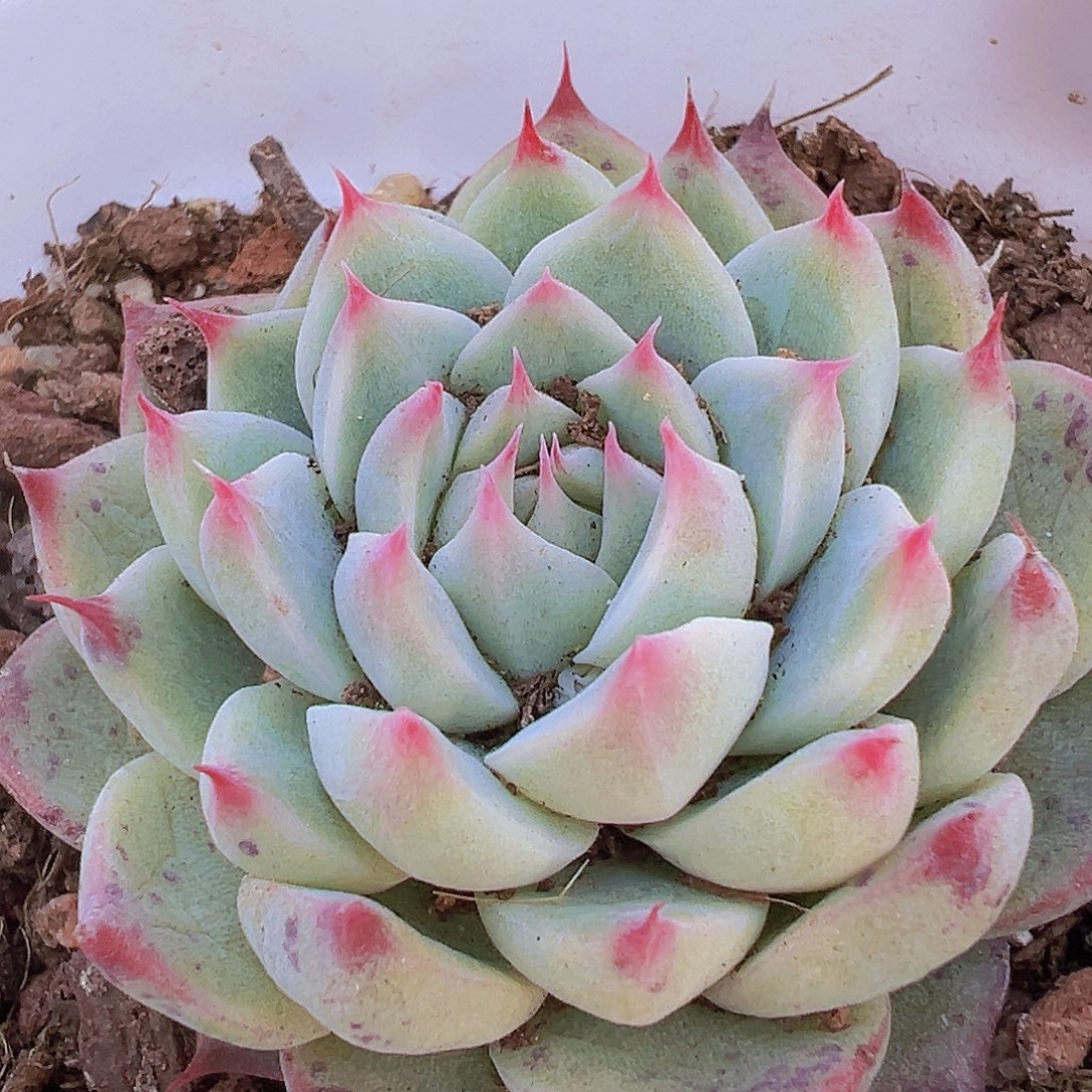 梦瑶单头19包邮多肉