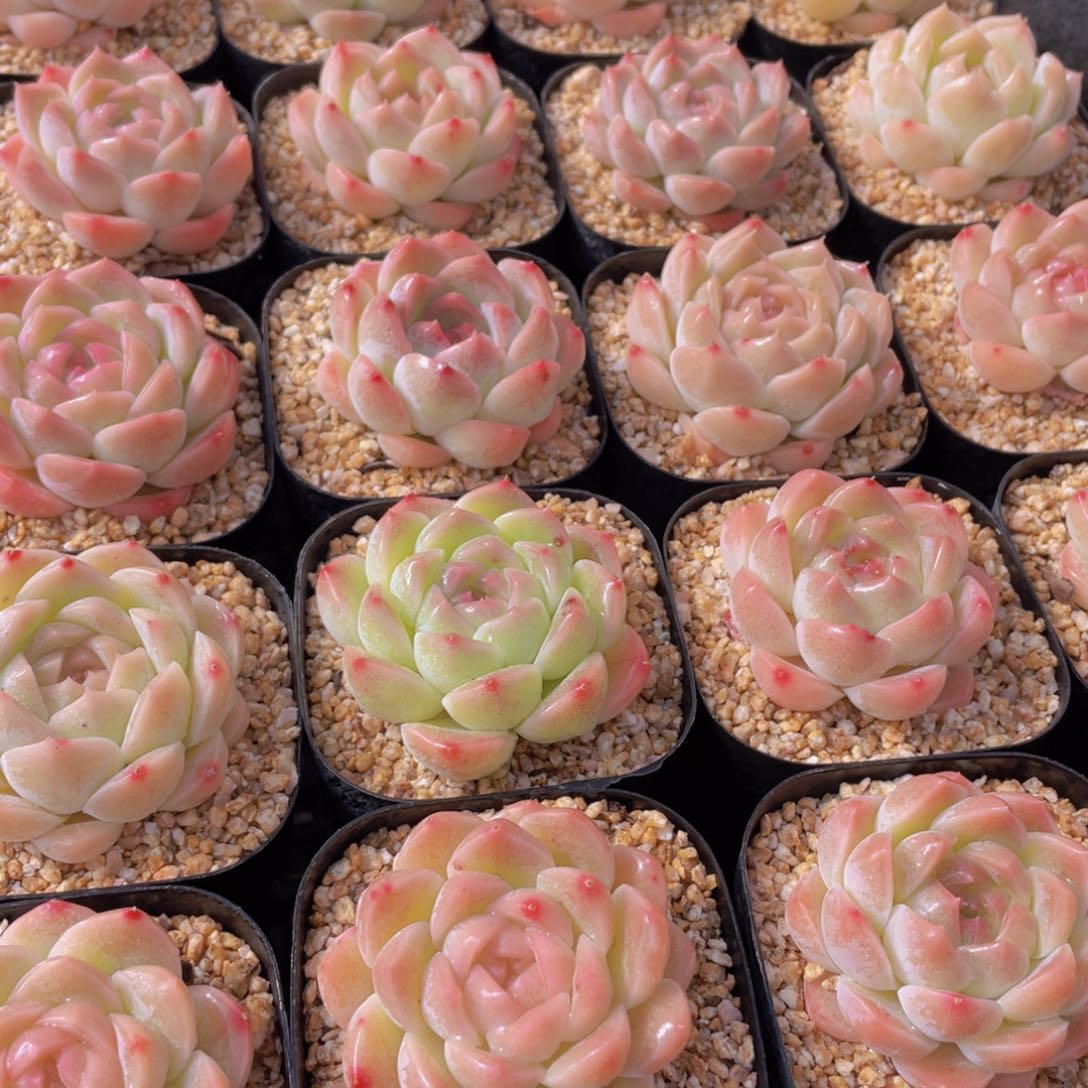 量拍104号 白桃汽水单头一个