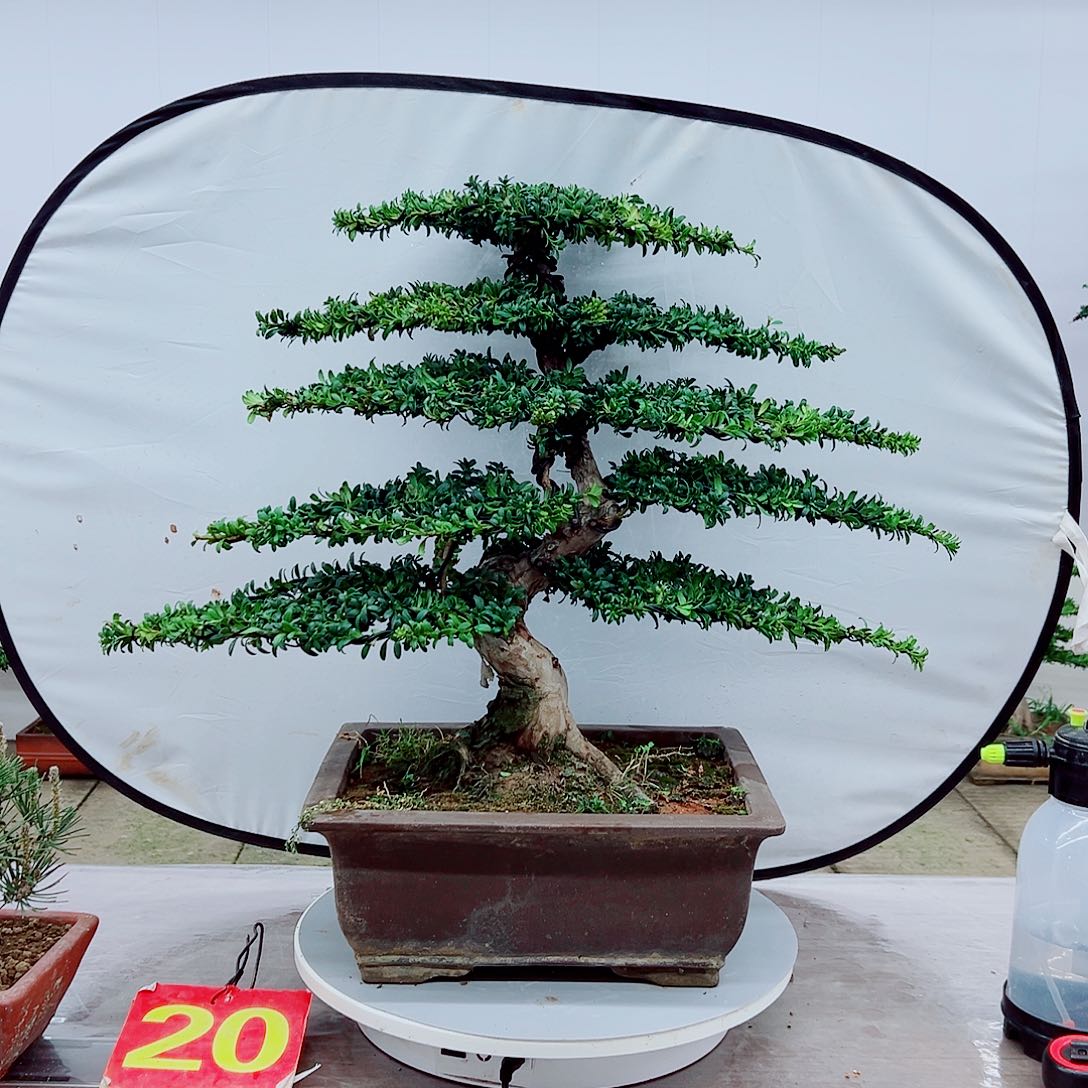 无花朵罗汉松盆景造型树形象