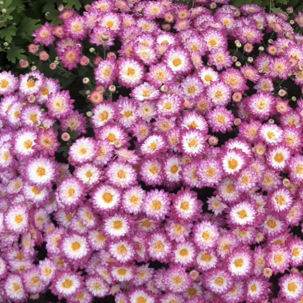 绚秋花雨球菊盆栽多年生庭院阳台耐热耐晒爆花强新手易养护发货快