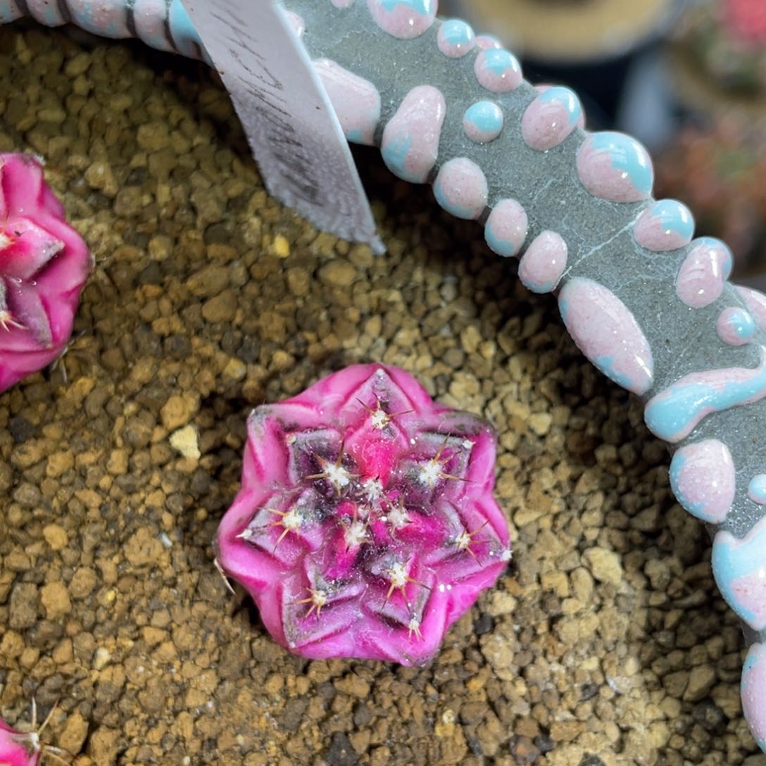 米哈星球00000000009