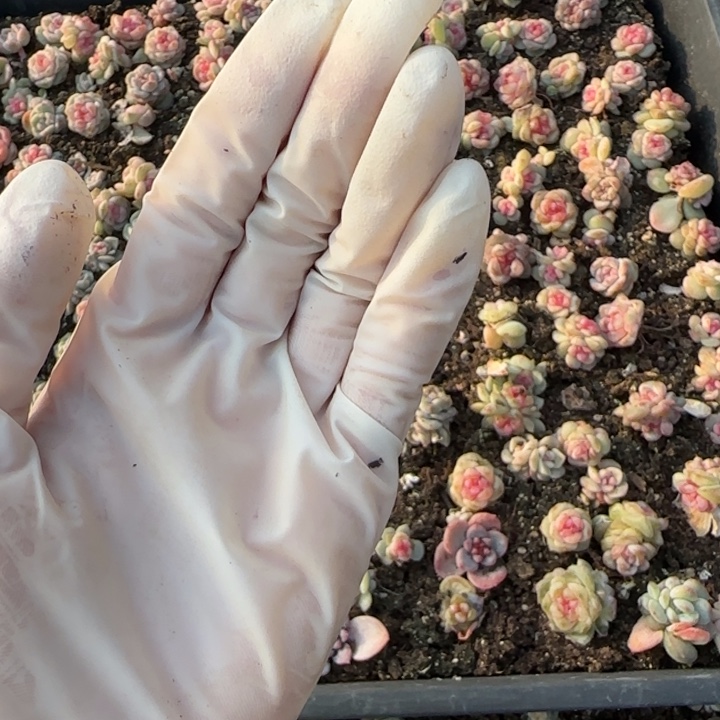 不***子26 王者系列多肉植物一盒