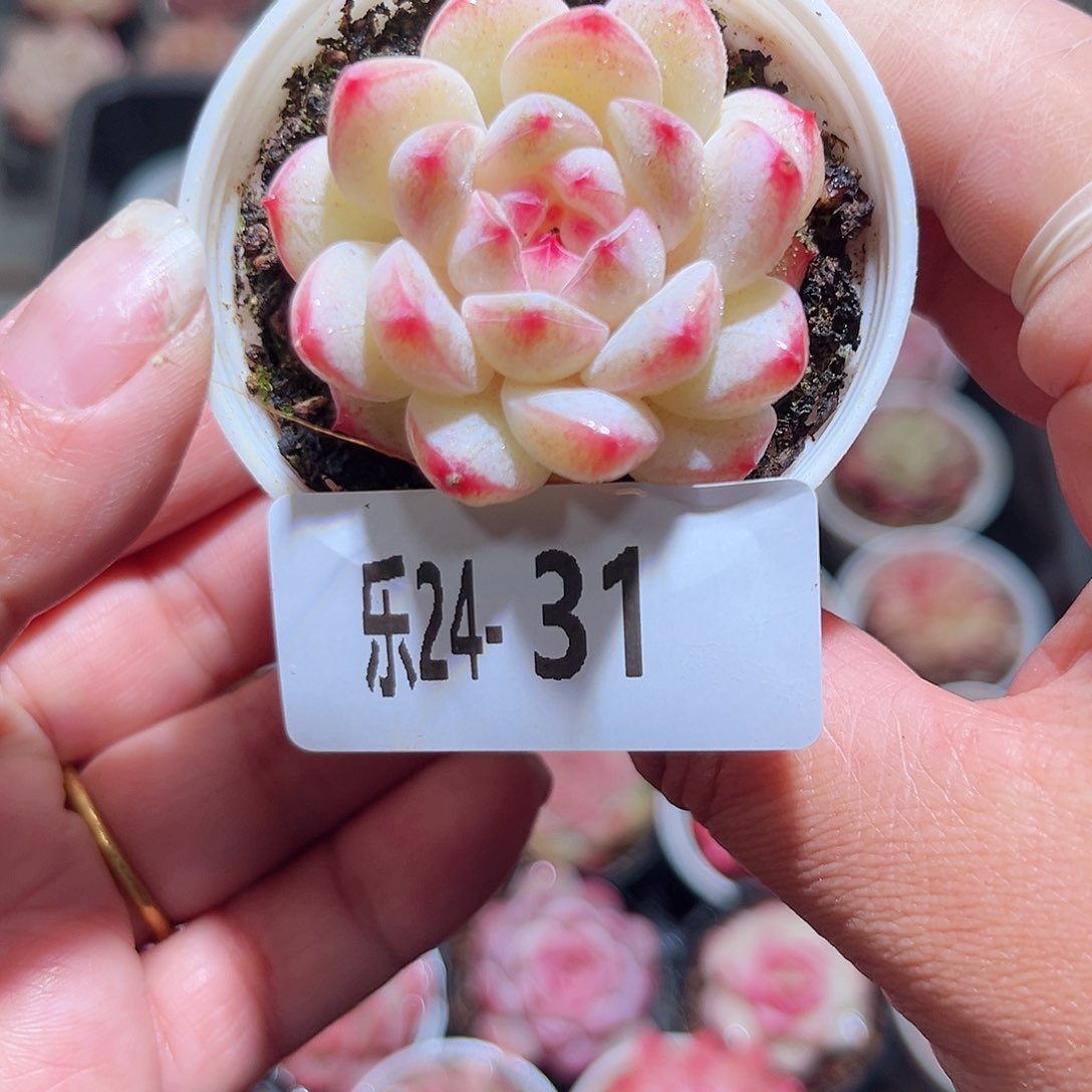 乐24-31白桃单头