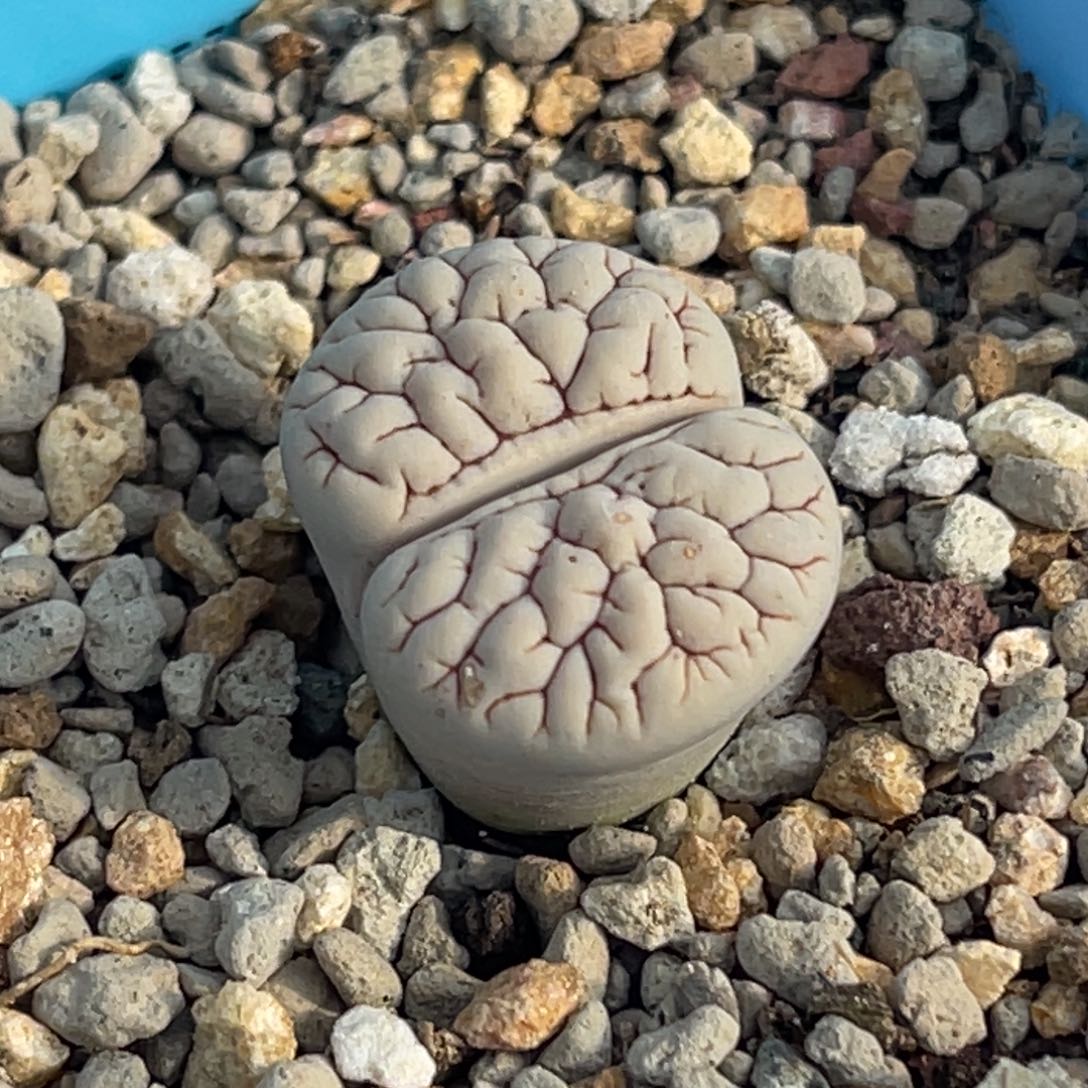 9517脑纹189一颗 