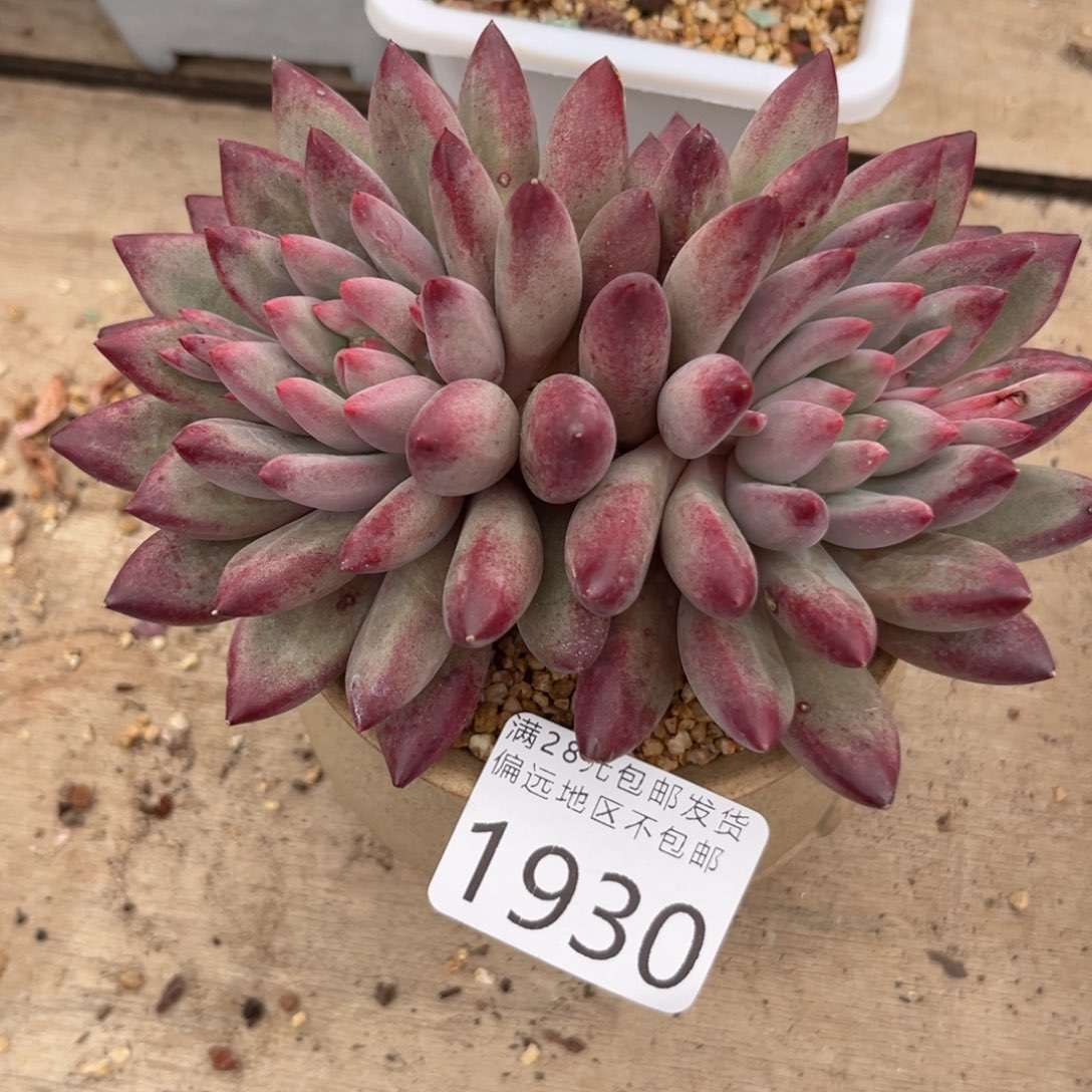 大1930、b xv x b v b