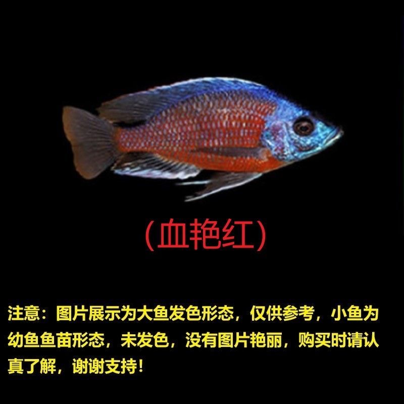 三湖慈鲷鱼热带观赏鱼好养耐活便宜