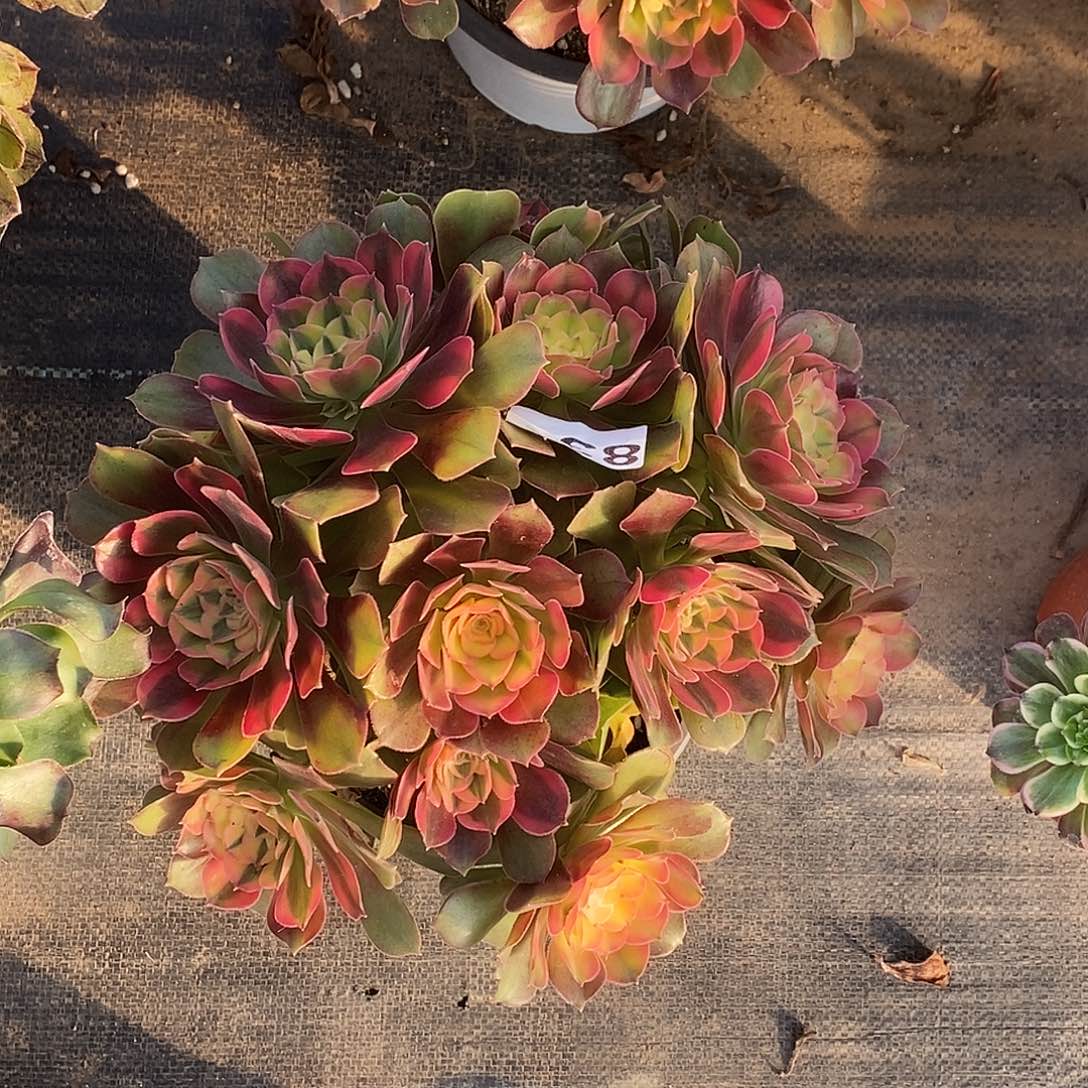 831香妃冠服25公分