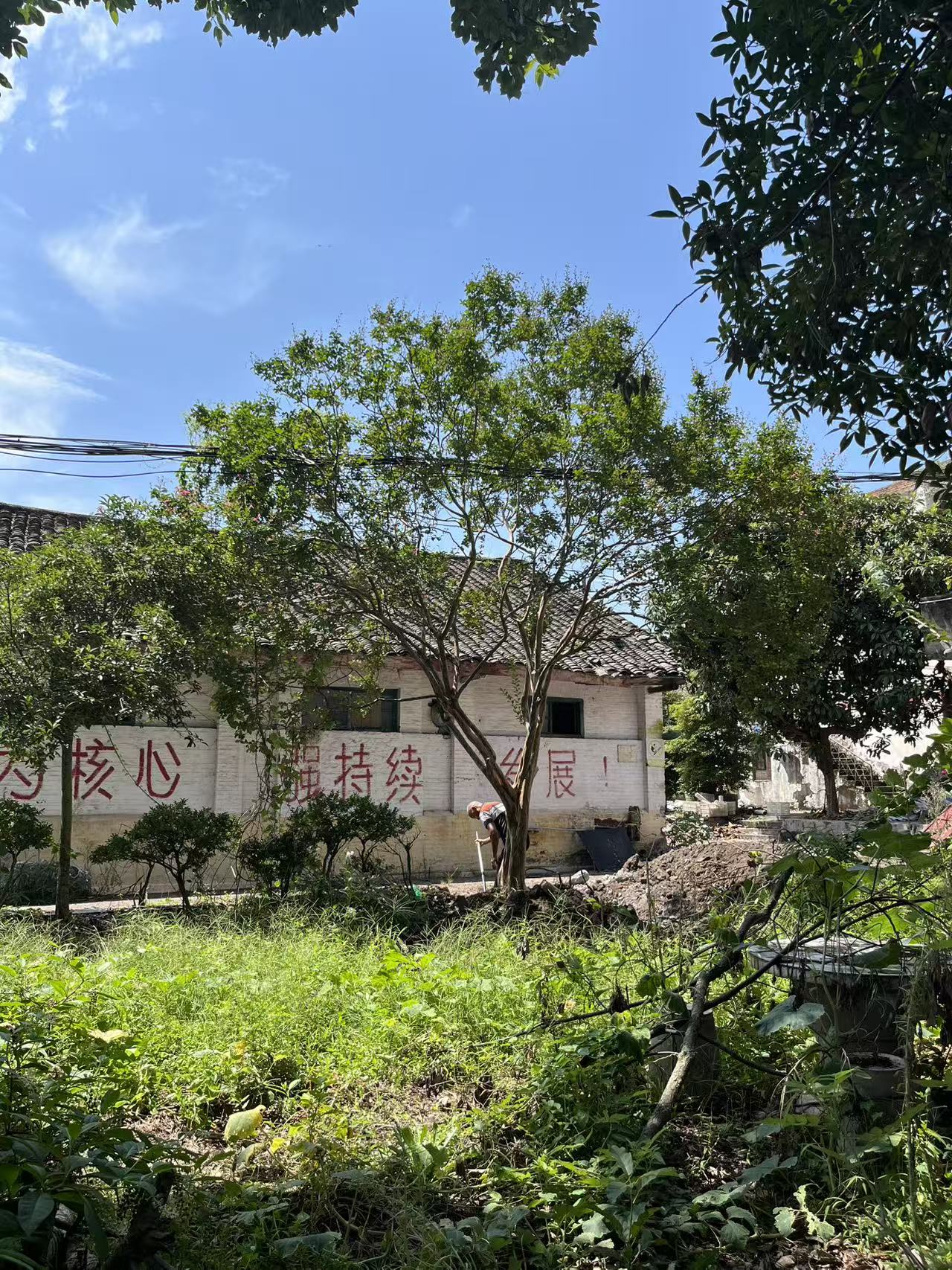 下山货起龙爪紫薇（中秋福利）