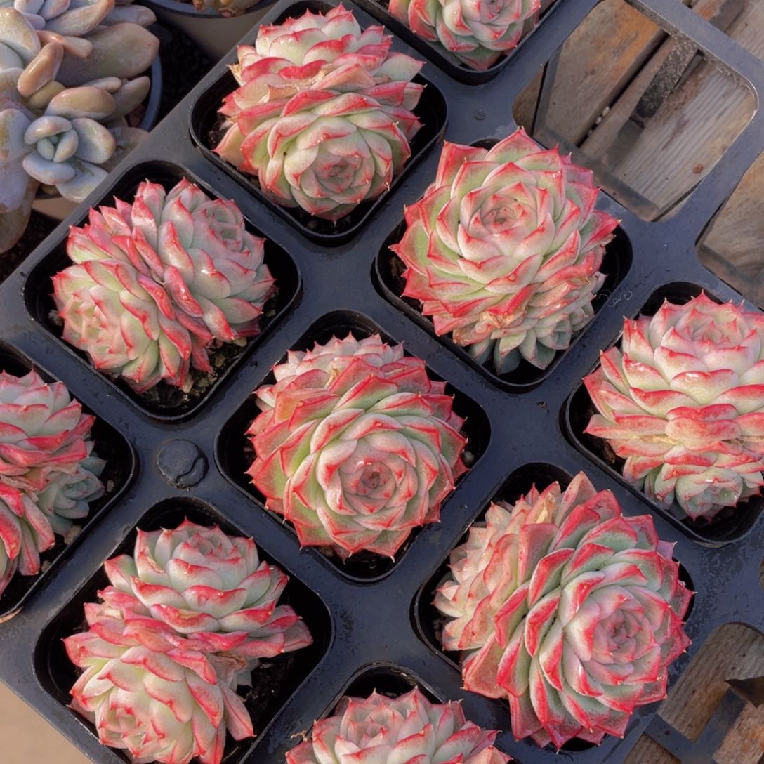 753号 宽叶边线女王双头一个