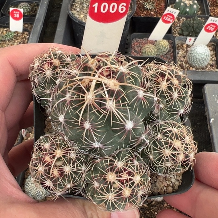 实生带中刺五彩大统领群一棵仙人球