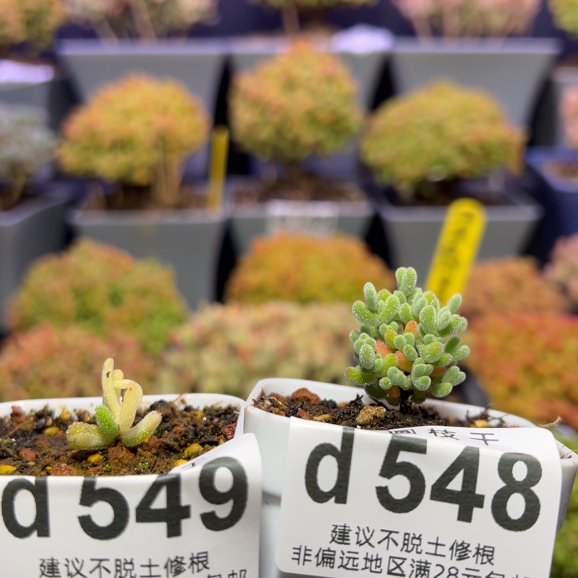 【闪购商品】雪*d550，551实生橙叶锦，莱斯杂冰晶