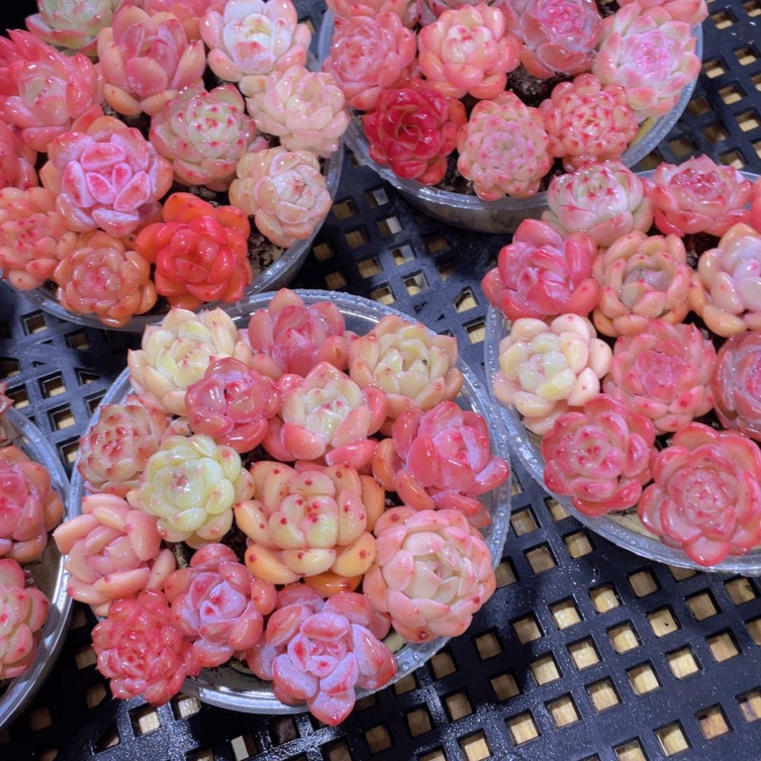 39号 天花板全状态小可爱精品14个多肉