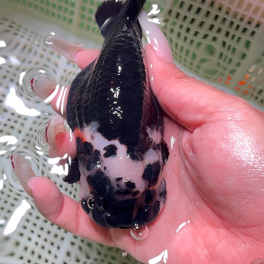 青***子金鱼拍包装包邮不拍包装运费到付