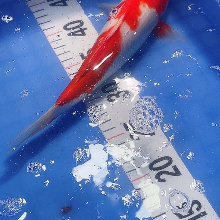 锦鲤锦鲤冷水鱼好养