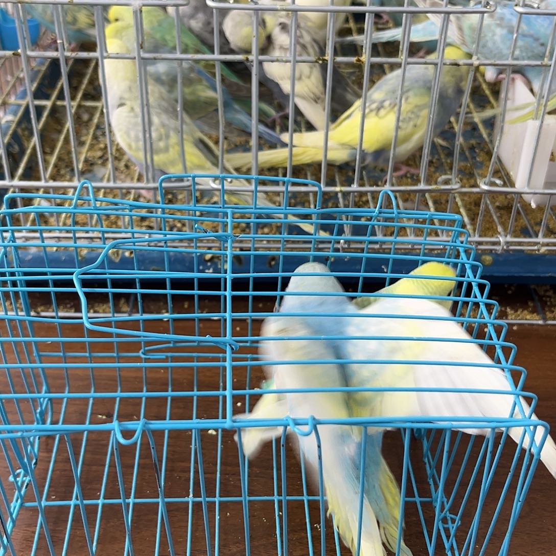 虎皮鹦鹉金彩鹦鹉