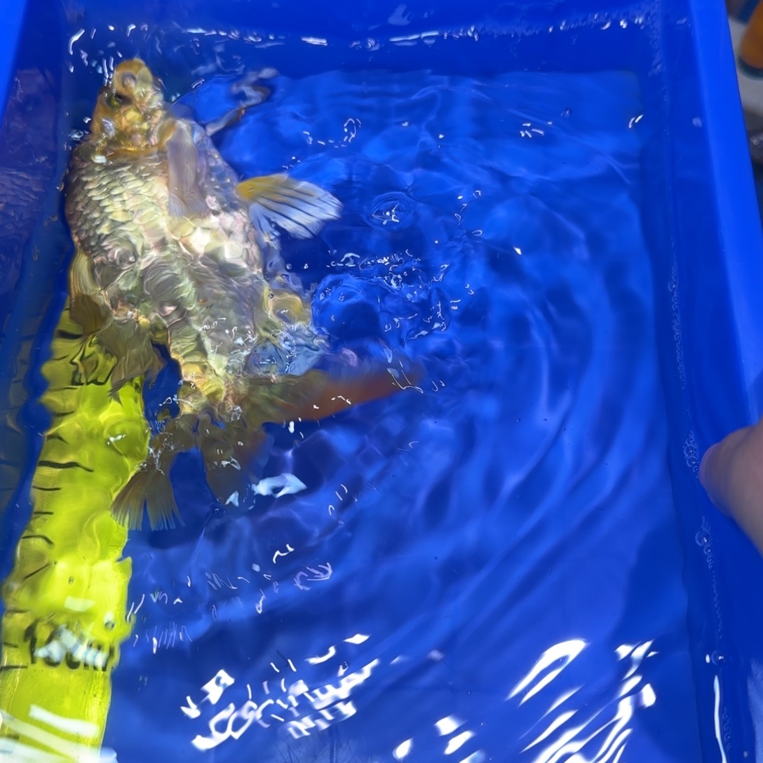 中国大陆金猫蝴蝶鲤