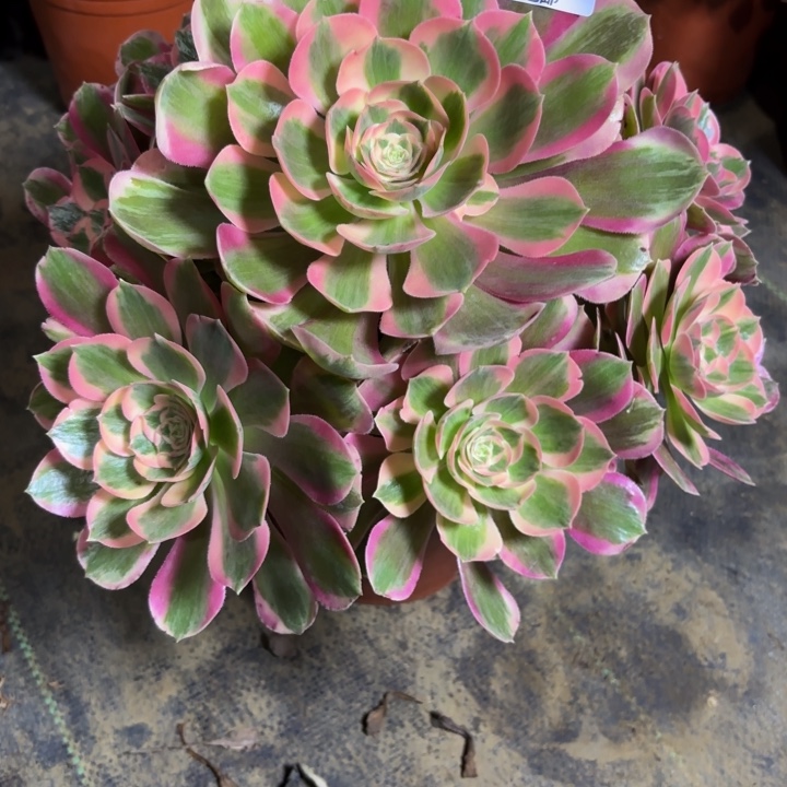 瑞妈，，。。。912。布有断，