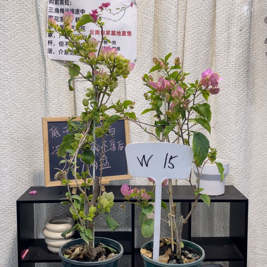 @***析全部花朵绿樱+广红樱W15