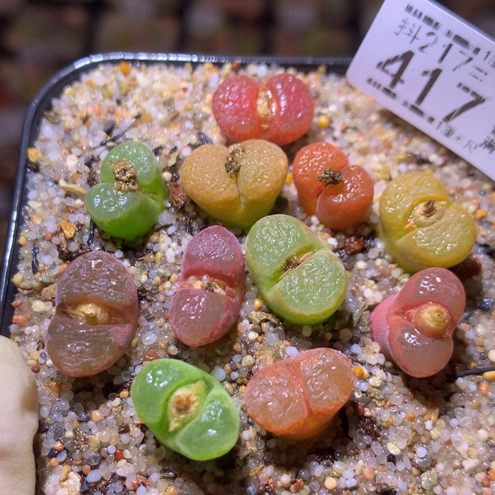 精品生石花217.417