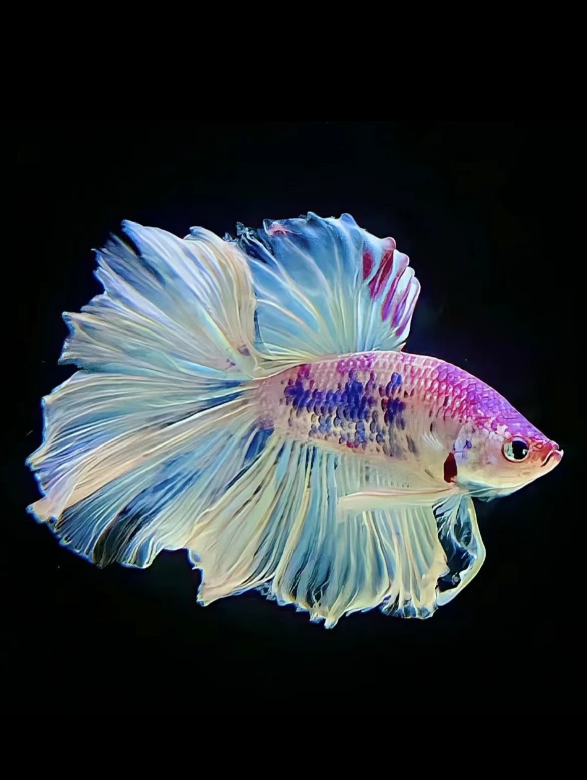 E15（338-360）泰国斗鱼小型热带观赏鱼（直播间选鱼）