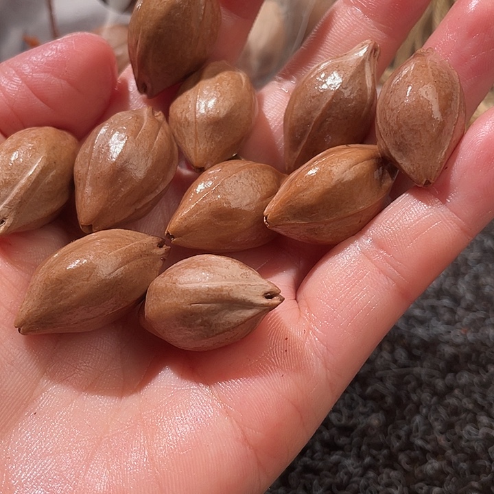 橄榄核吊坠1.6✖️2.8