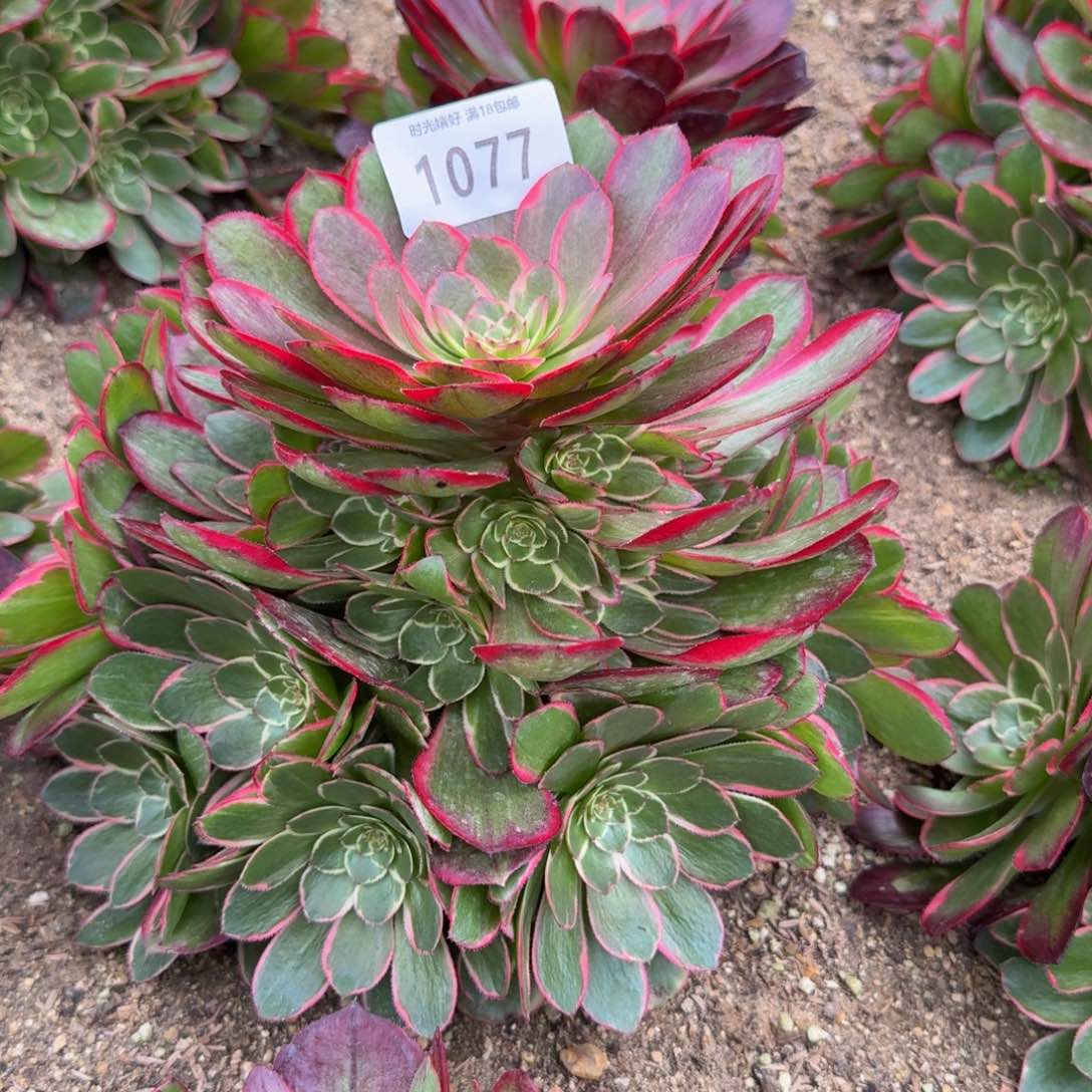 1077粉花妖。多肉植物