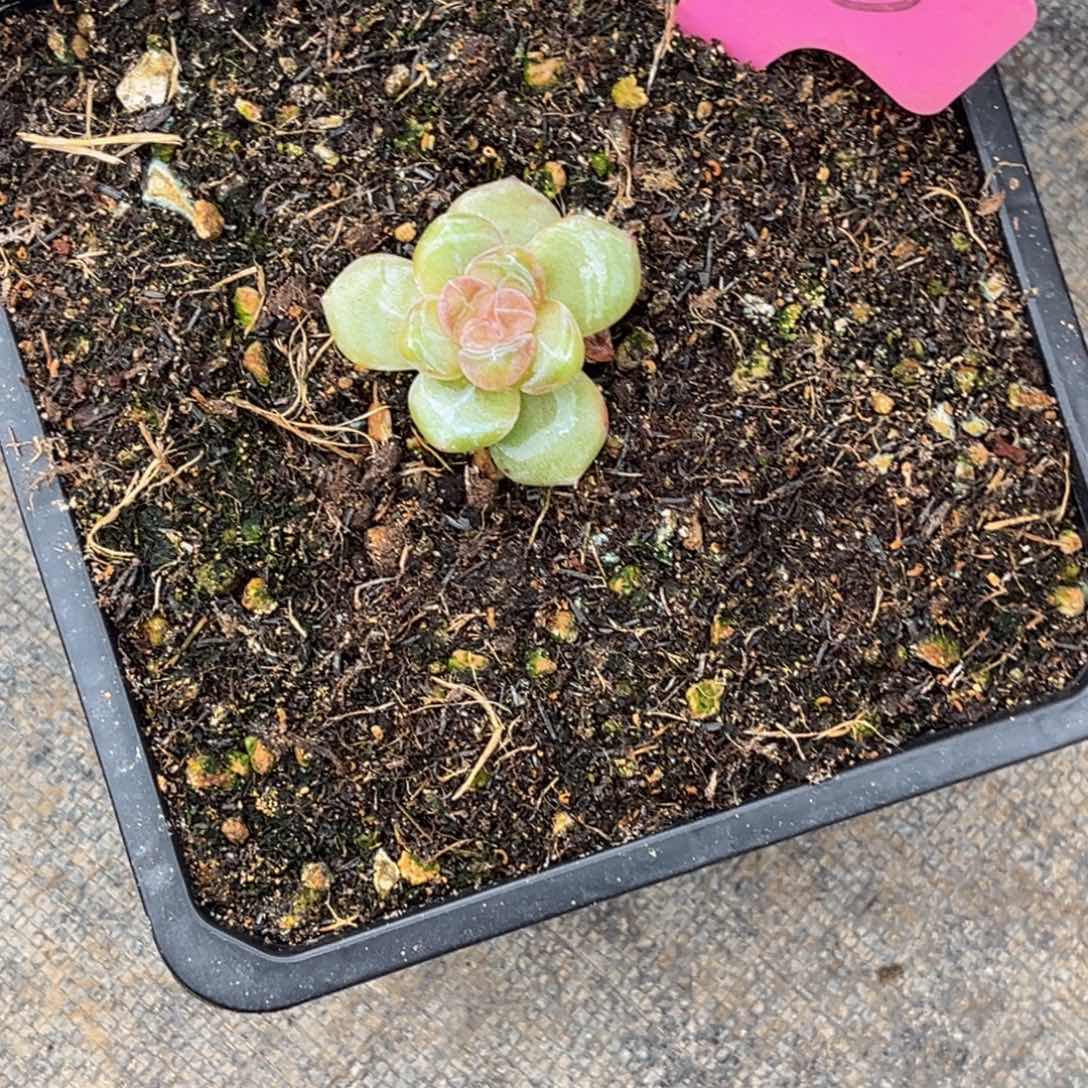 君***卿1530号中午多肉植物群生