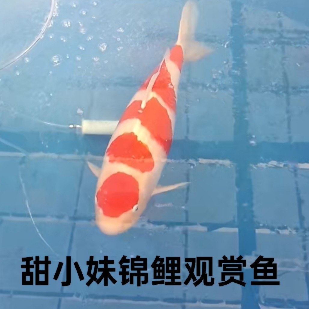 1精品锦鲤观赏鱼