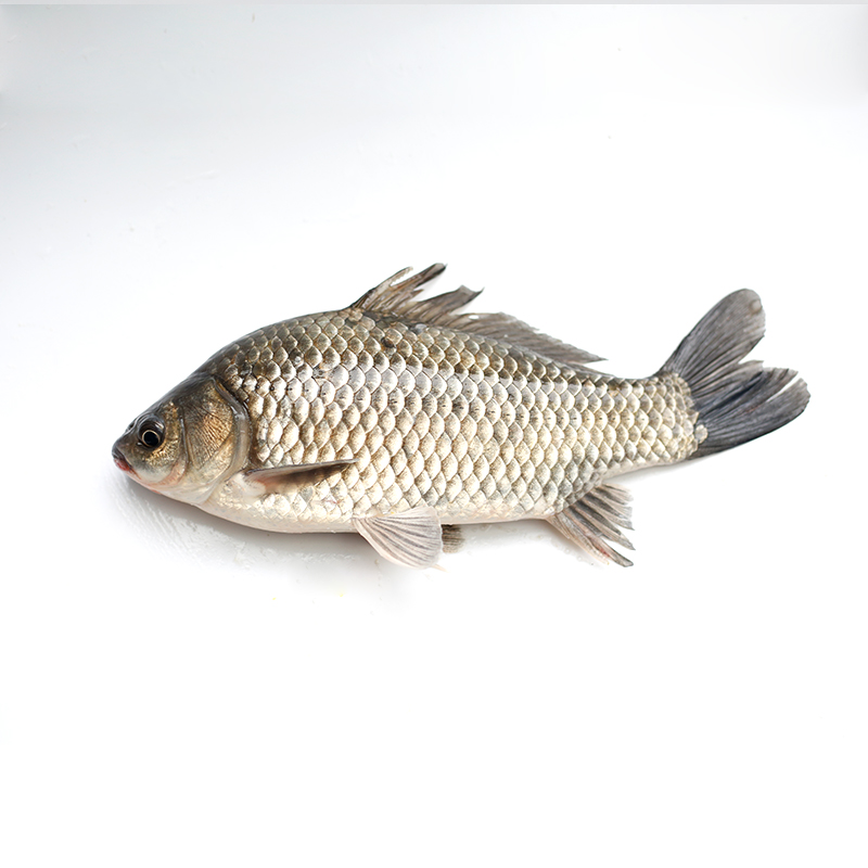 泉水鲫鱼 约250-300g/条