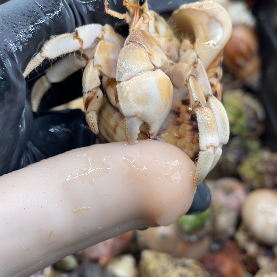 不退不换活体宠物184