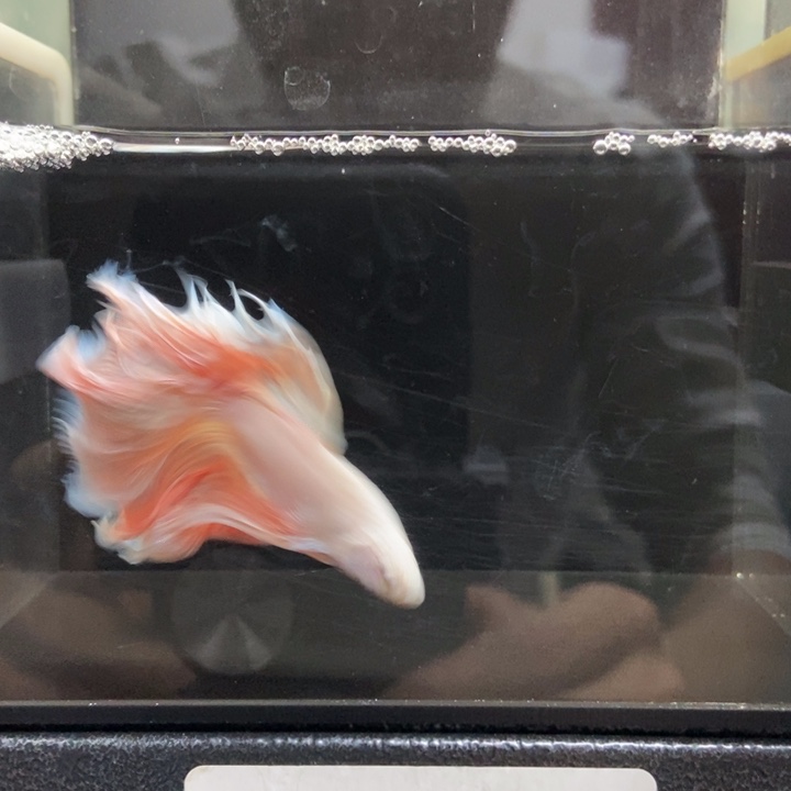 斗鱼哈哈哈哈哈哈334