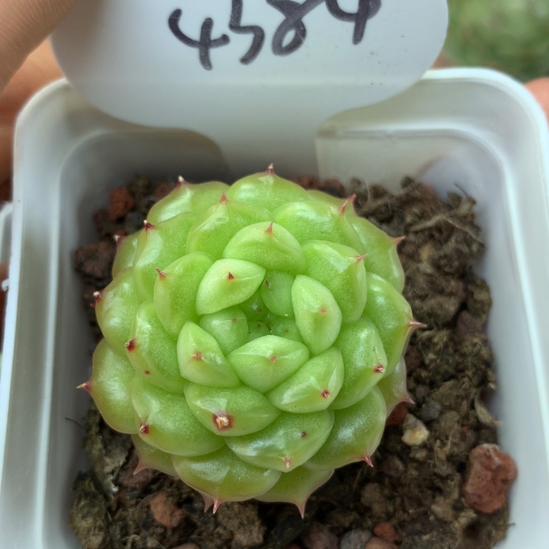 灯泡珍妮单头4384