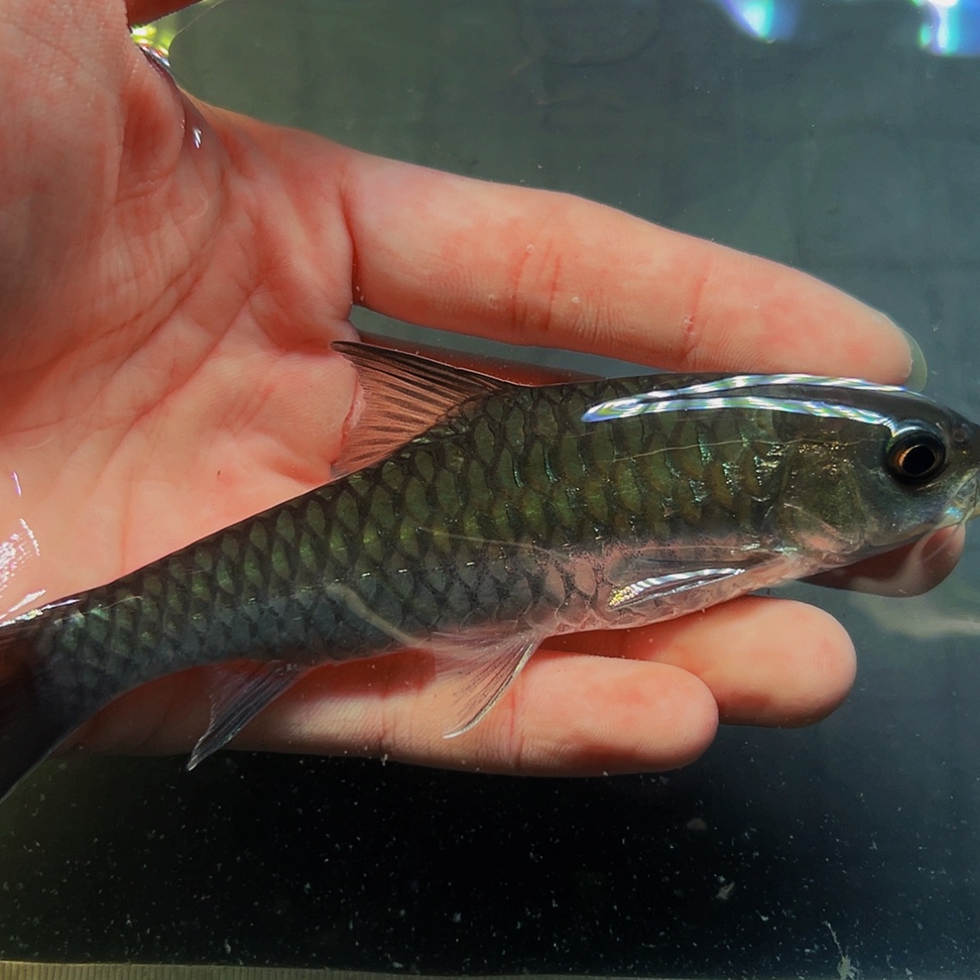 吉罗鱼大鳞片缅甸史14.5厘米一条