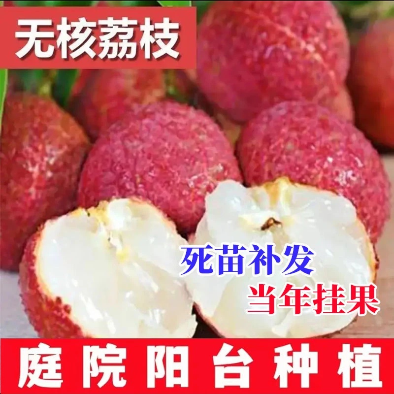【今年结果】无核荔枝带土球带叶子发货四季种植盆栽当年结果南