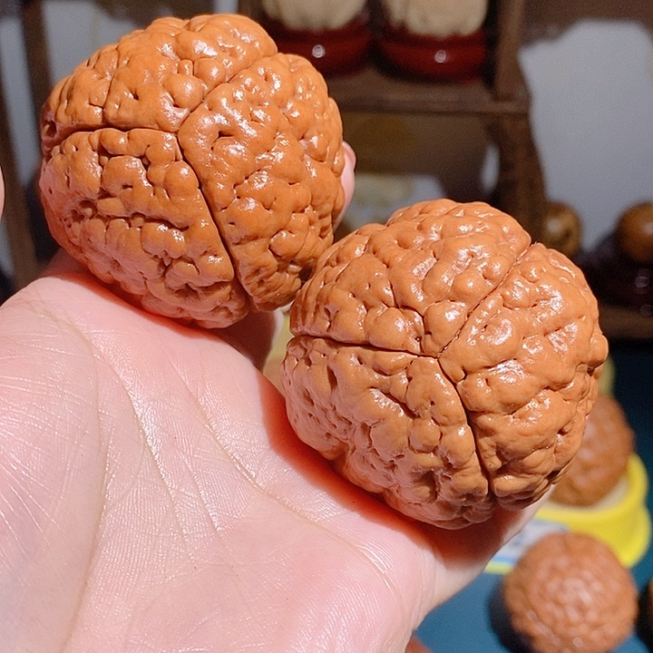 野生三瓣脑纹大金刚4952