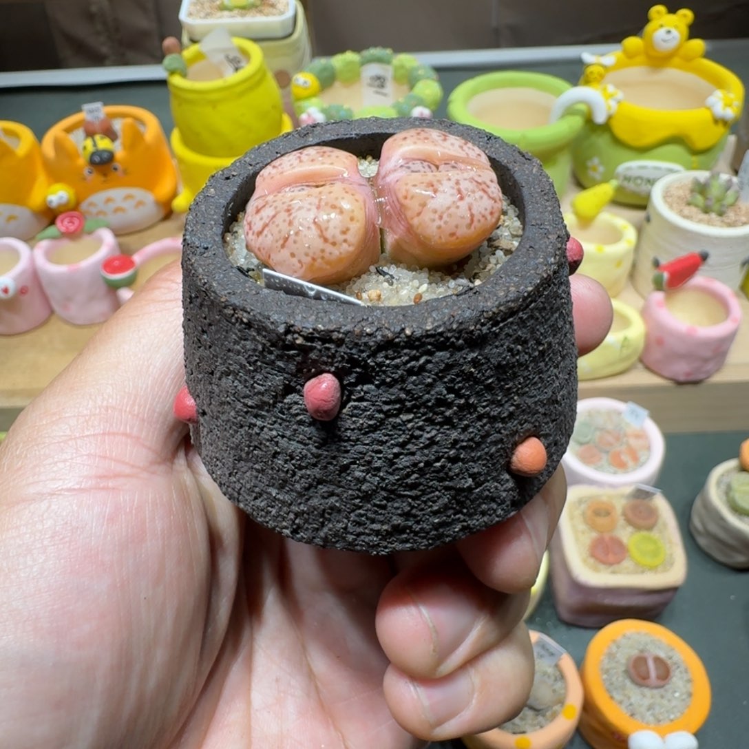 红陶蘑菇439粉曲