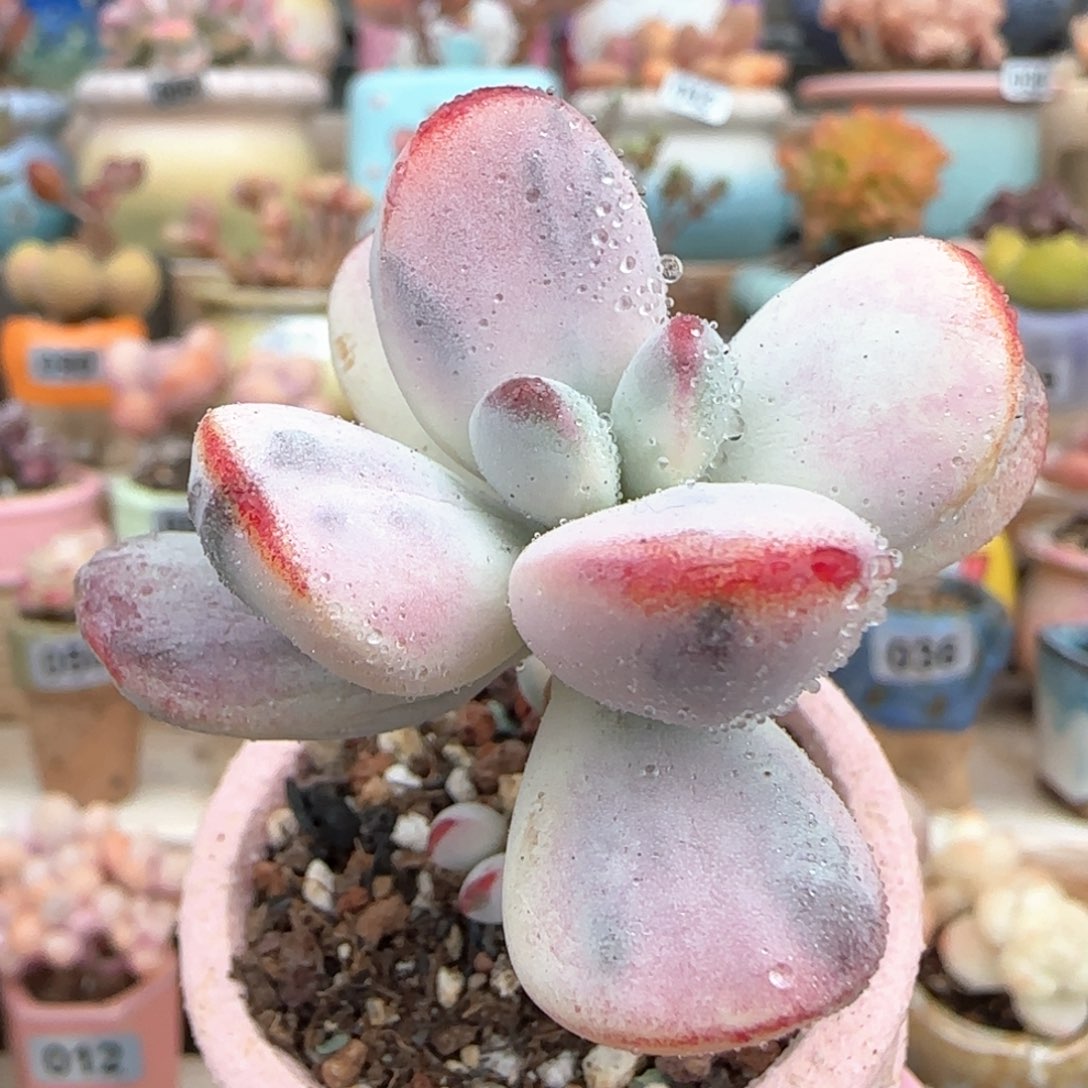 优选 乒乓福娘劲 一物一拍