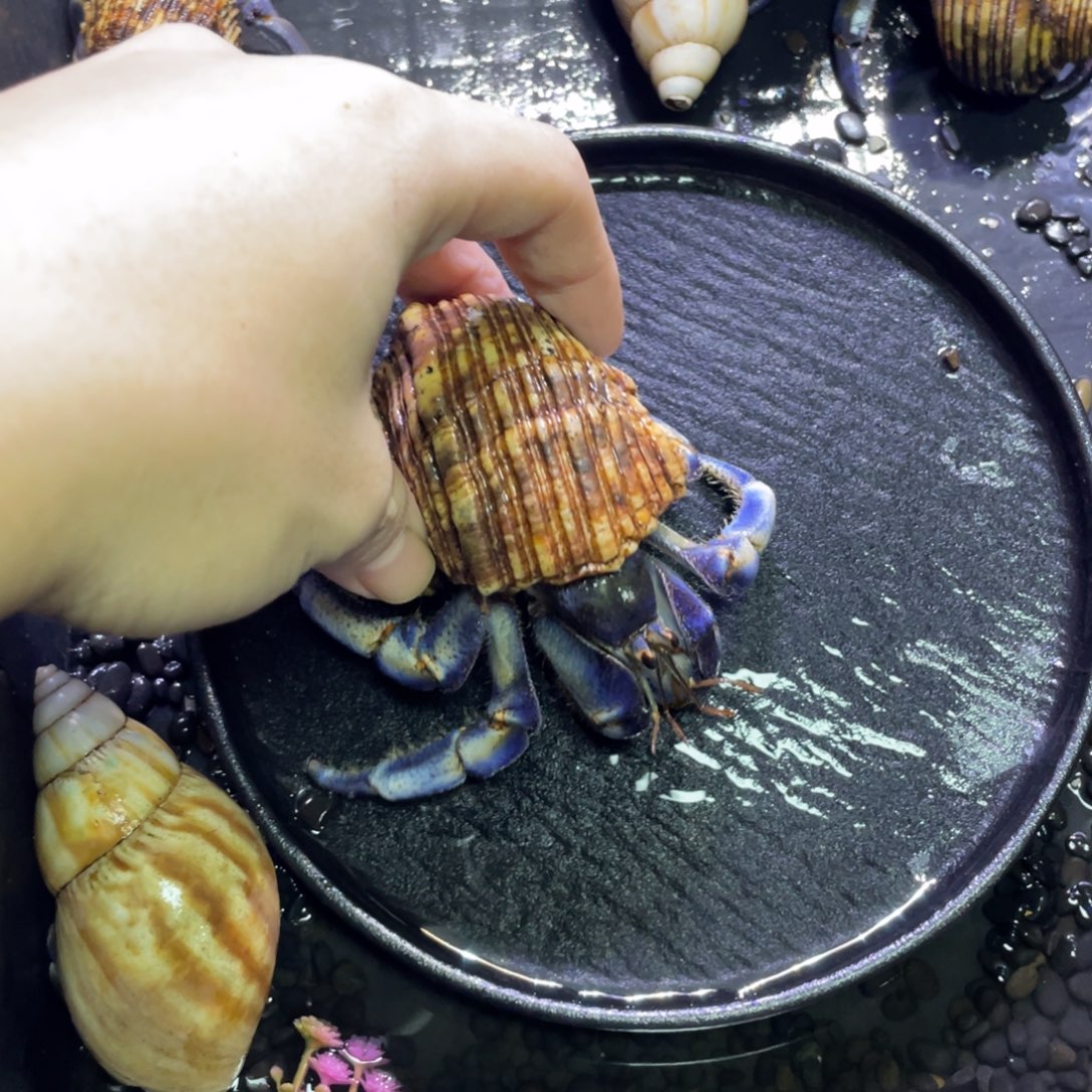 寄居蟹寄居蟹寄居蟹