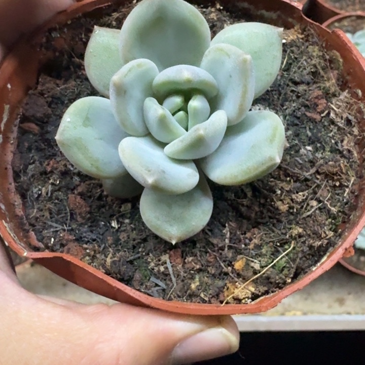 邀月 单头 一物一拍