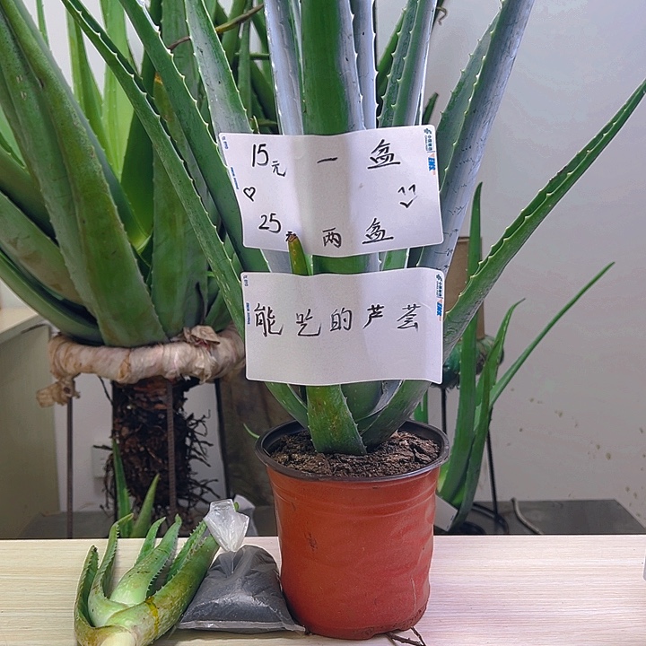 一盆盆栽，一颗小苗，一袋肥料