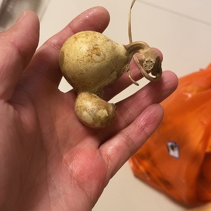 可*鱼宝宝龙葫芦手把件