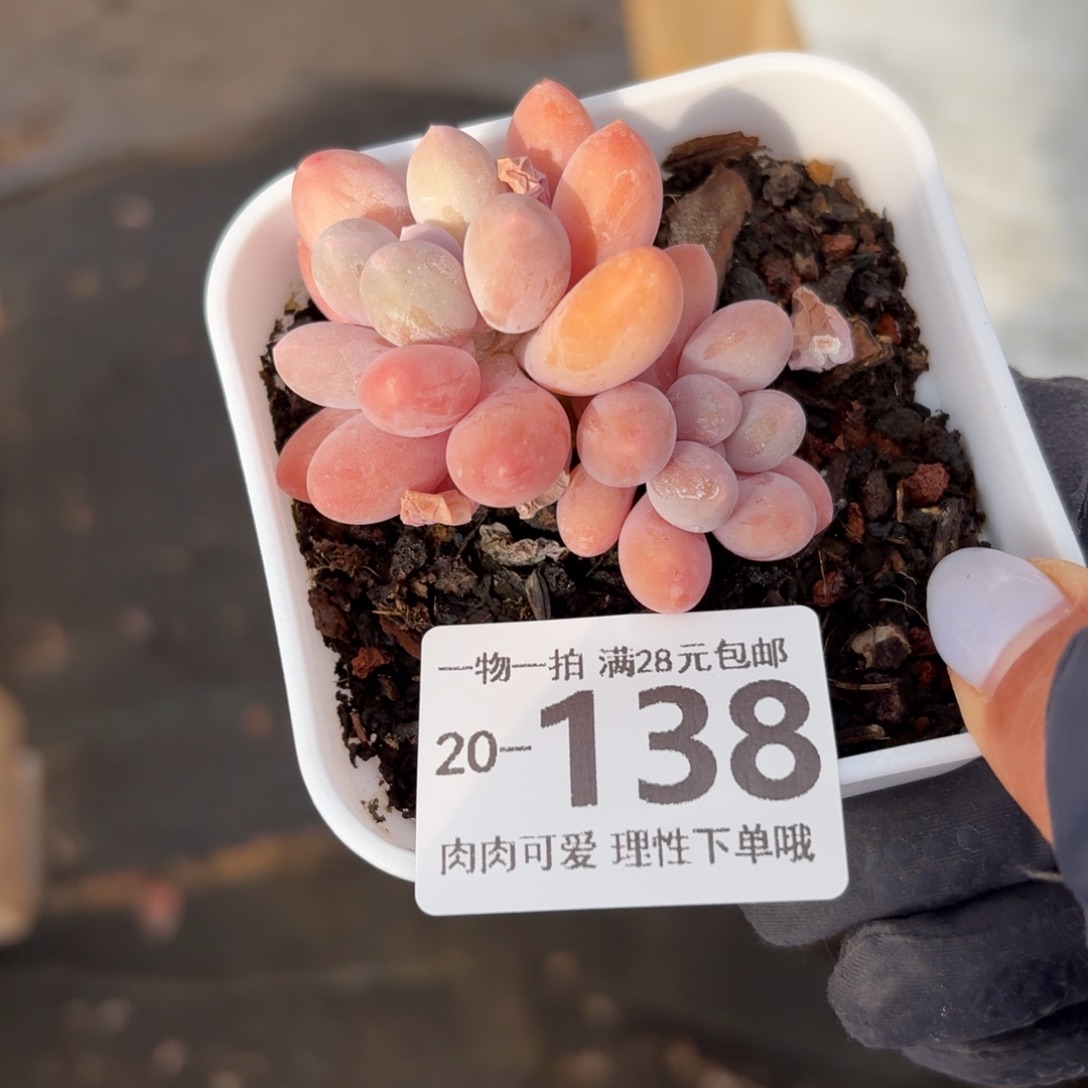 汤圆无盆土发货无