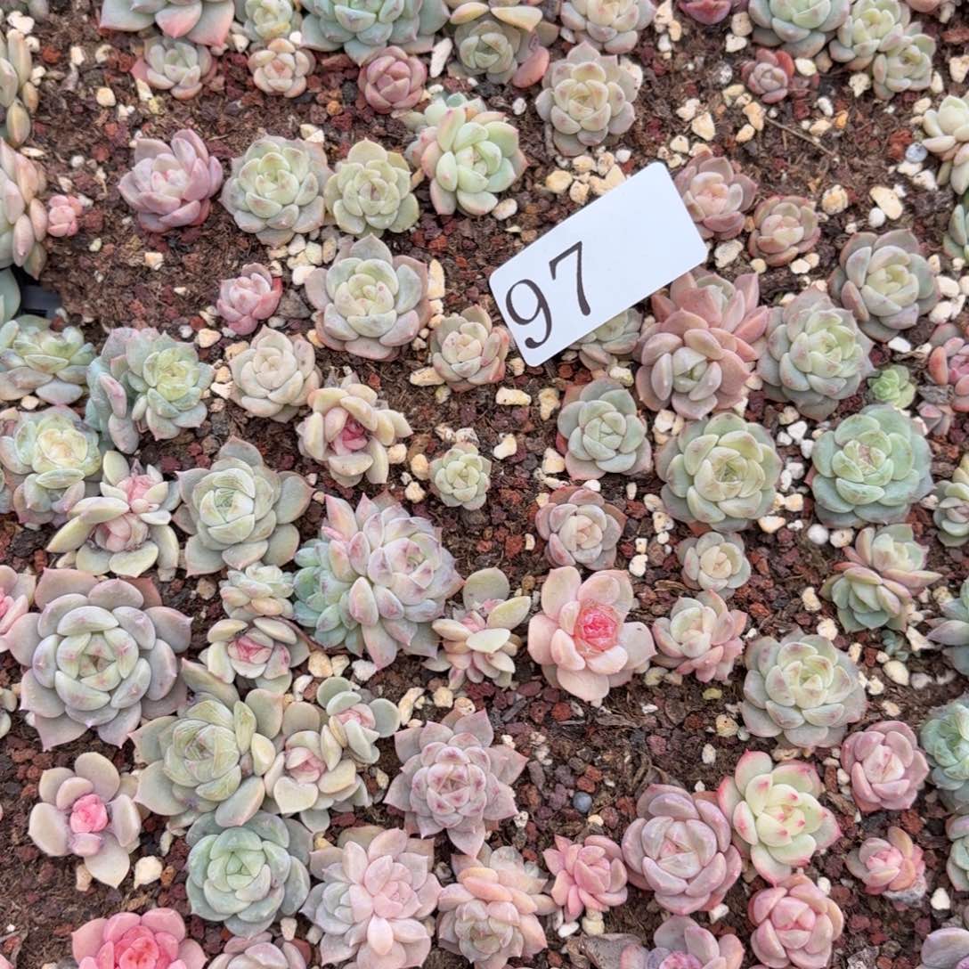 小***‍多肉植物多肉植物97