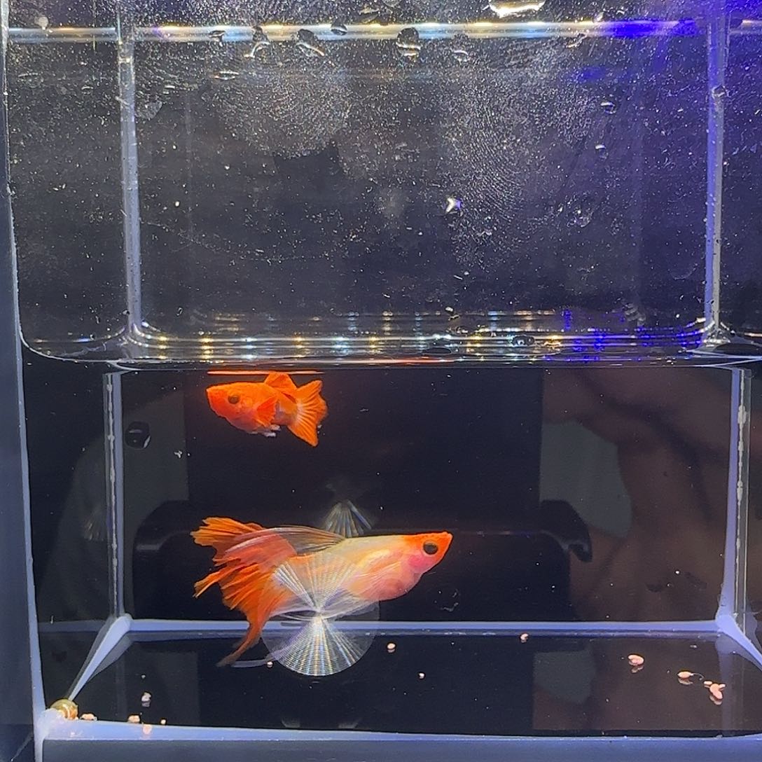 孔雀鱼深海蓝玻璃猫大C