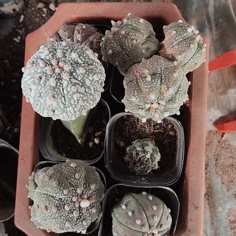 1010处理木心根仙人球